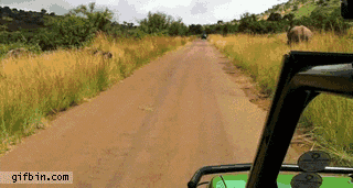 A baby elephant playing with a jeep